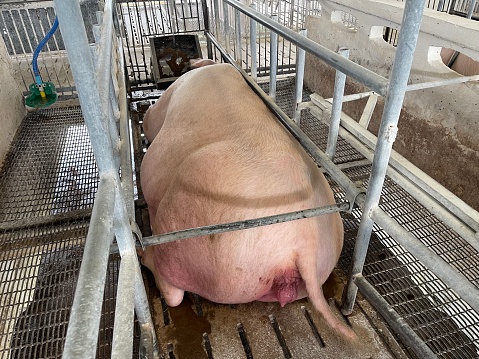 Sows raise their babies in pens on a large farm.