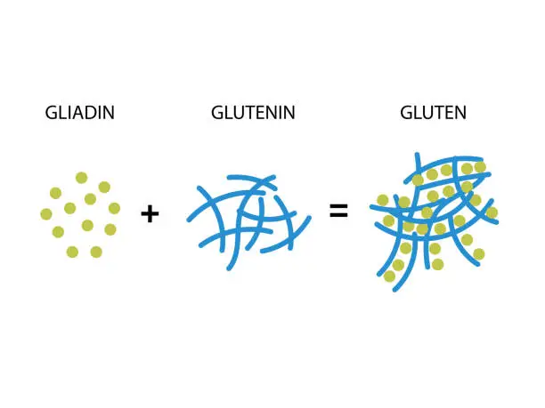 Vector illustration of Gluten Formation. Disulfide Bond Formation From Two Molecules, Gliadin and Glutenin