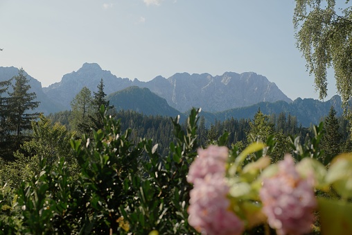 A stunning view of a lush forest area with the Slovenian Alps in the background