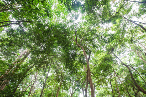 istock Green tree leaf tropical rain forest nature background 1708981784