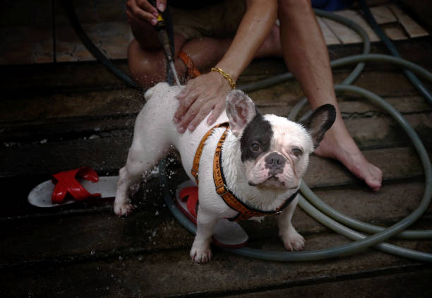 Owner with Cute french bulldog is taking a bath
