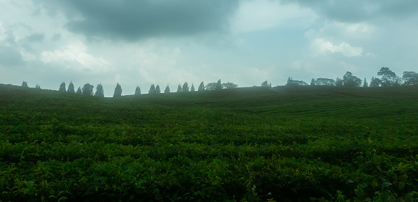 view of a tea plantation in a cloudy atmosphere with several trees in the background behind it. Saturated color.