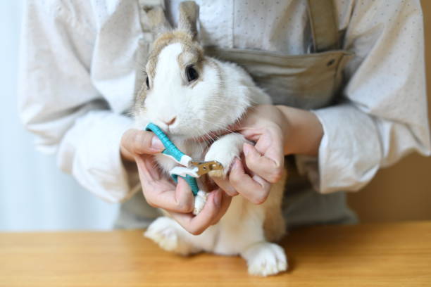 istock Young Asian woman trimmer cutting rabbit nails 1709015532