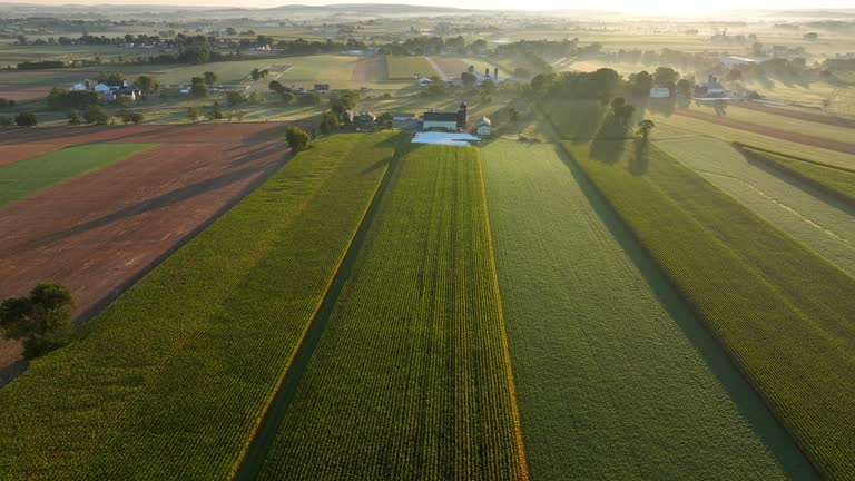 Farmland in USA during golden sunrise. Aerial truck shot over corn fields and farms. Rural countryside on summer morning.