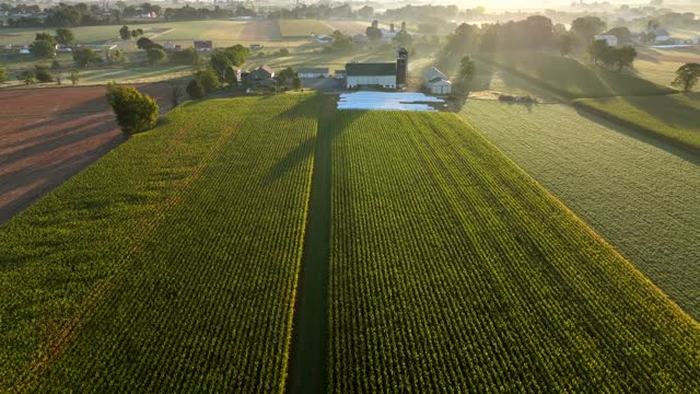 Golden corn field in tassel. Aerial tilt up revealing picturesque sunrise over rural farmland on summer morning.