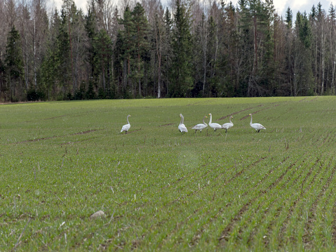 spring landscape with green cereal field and white swans