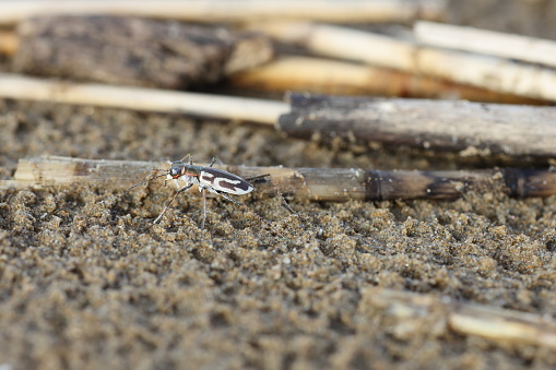 Abroscelis anchoralis is a species of tiger beetle in the genus Abroscelis.  Larvae live on beach microhabitats. This photo was taken in Japan.