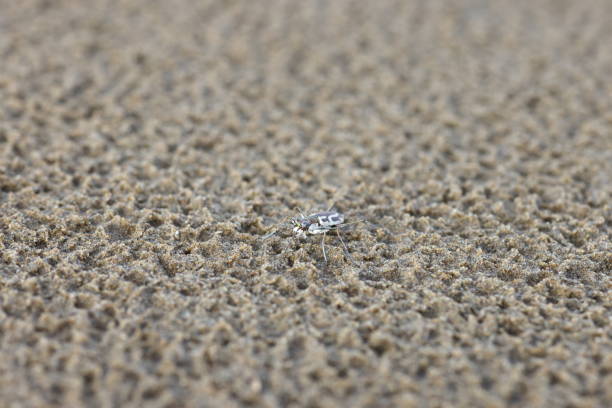 Abroscelis anchoralis is a species of tiger beetle in the genus Abroscelis.  Larvae live on beach microhabitats. This photo was taken in Japan.