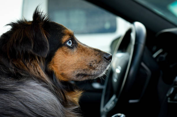 Riding Buddy A dog enjoys riding around town sheltie blue merle stock pictures, royalty-free photos & images