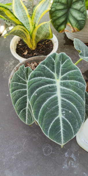 istock Beautiful green leaf Alocasia plant 1709075926