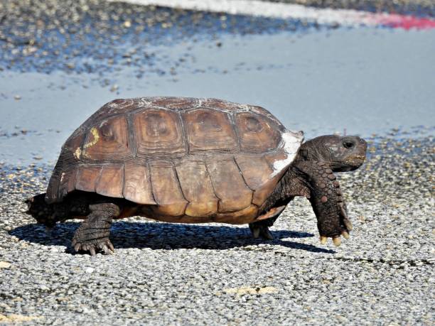 istock Gopher Tortoise (Gopherus polyphemus) - walking in a parking lot 1709080198