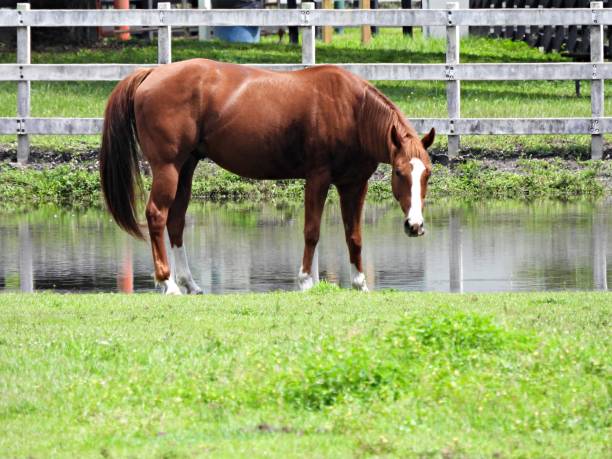 istock Horse (Equus ferus caballus) - standing near a pond 1709093134