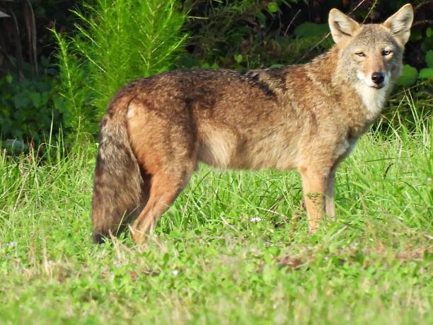 istock Coyote (Canis latrans) - standing in the grass 1709099560