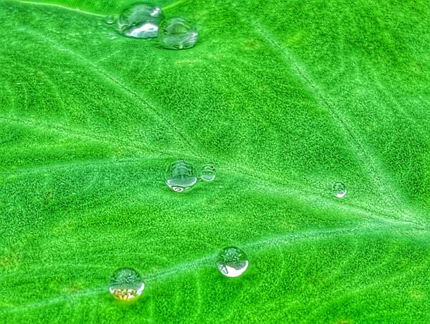 istock Water droplets on leaves when the rain stops. 1709101705