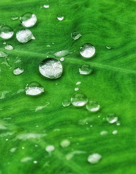 istock Water droplets on leaves when the rain stops. 1709104095