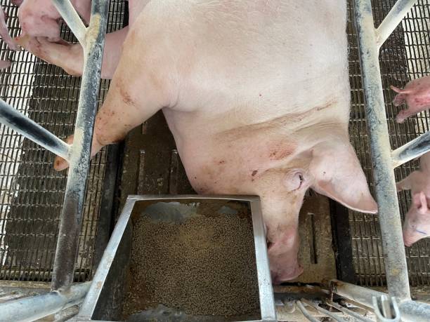 Lactating sow Sows raise their babies in pens on a large farm. sow pig stock pictures, royalty-free photos & images