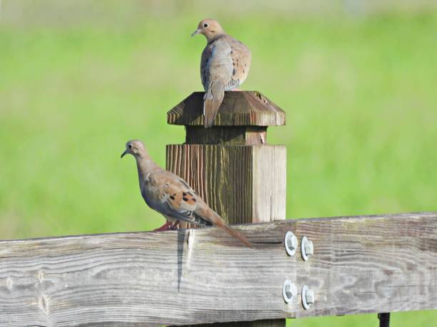 istock Mourning Doves (Zenaida macroura) - resting on a wood railing 1709134795