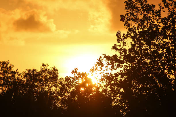 In the captivating twilight, the sunlight gracefully filters through the silhouette of tree leaves. This sunlight creates a mesmerizing effect, producing an image that plays with the interplay of light and shadow beautifully. The delicate and intricate silhouette of the leaves imparts a sense of peace and beauty to this scene, creating a stunning atmosphere as the sun sweeps across the evening sky.