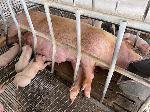 The lactating sow and her piglets on a feeding unit of large swine farm