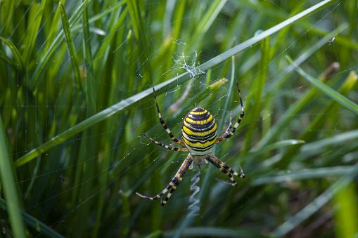 Close-up shot of Argiope bruennichi commonly known as wasp spider - Czech Republic, Europe