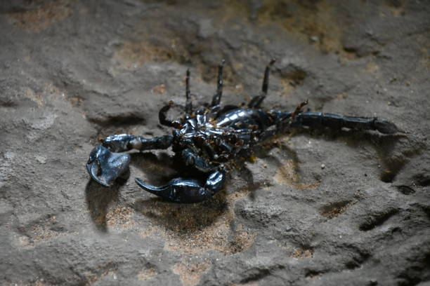 istock Black Pit Scorpion on Its Back in Angkor Temple 1709190081