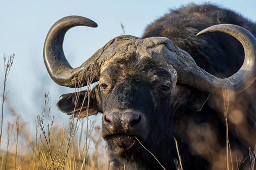 Bison, buffalo, Grand Teton National Park, Wyoming