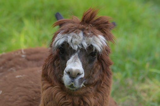 Alpaca isolated portrait in a farm in South Africa