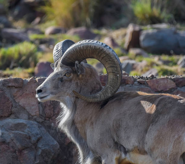 istock Bighorn sheep or mountain sheep Ram with big horns 1709195819
