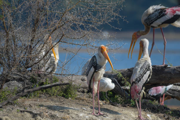 Indian Painted stork or Mycteria Leucocephala in Keoladeo national park also known as Bharatpur bird sanctuary Indian Painted stork or Mycteria Leucocephala in Keoladeo national park also known as Bharatpur bird sanctuary in Rajasthan keoladeo stock pictures, royalty-free photos & images