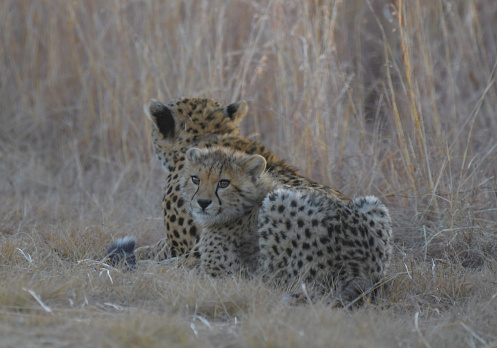 Cheetah family in wild at sunset in Rietvlei nature reserve South Africa