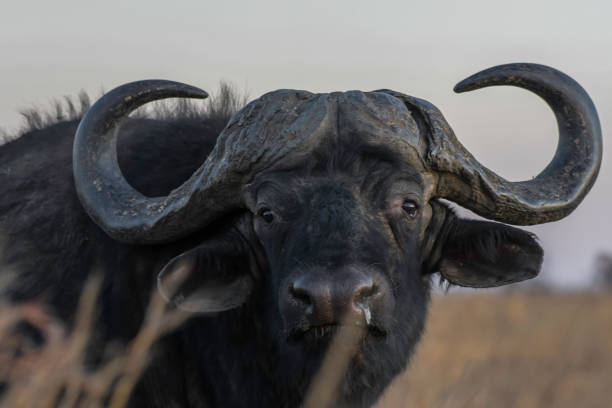 istock African Buffalo bull portrait with big horns 1709207625