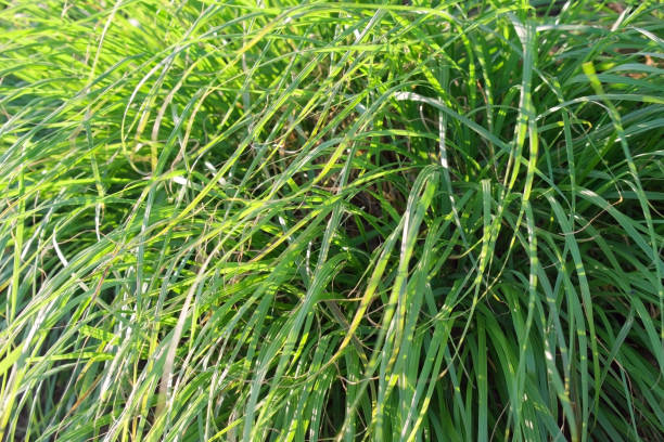 istock ornament grass abstract  green pattern ground cover 1709235126