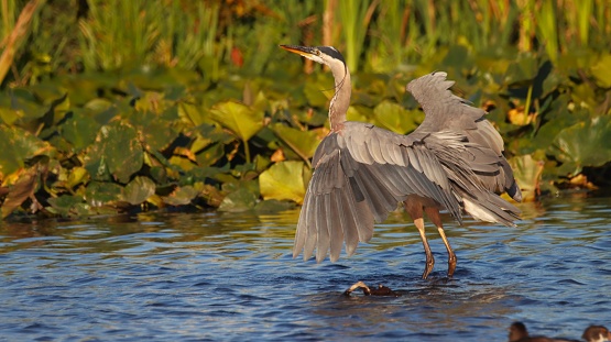 Great Blue Heron with spread wings in shallow water pursuing fish, at Burnaby Lake, British Columbia, Canada