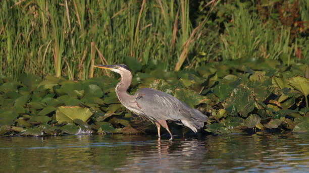 istock Great Blue Heron wades through shallow water pursuing fish 1709245404