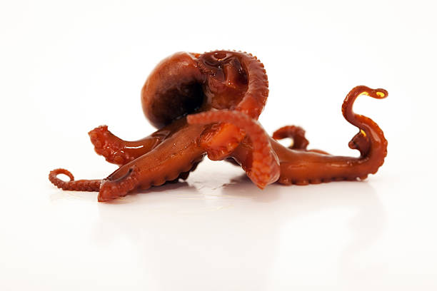 polpo - octopus tentacle isolated white foto e immagini stock