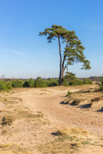 Sand path through the dunes of Drents Friese Wold, Netherlands