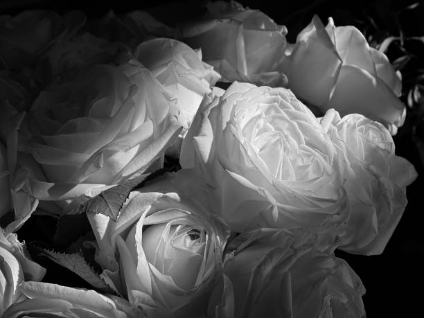 Rose flowers white black bouquet.
