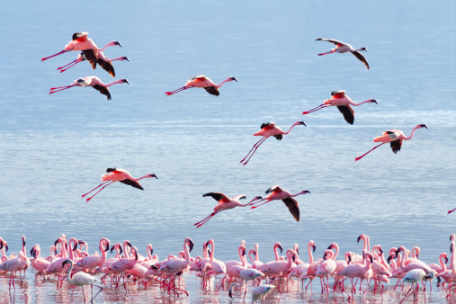 Flamingo near Bogoria Lake, Kenya in february 2012
