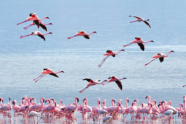 Flying flamingo Flamingo near Bogoria Lake, Kenya in february 2012 lake bogoria stock pictures, royalty-free photos & images