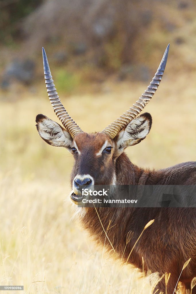 Cobo-de-crescente de Nakuru Park - Foto de stock de Animais de Safári royalty-free