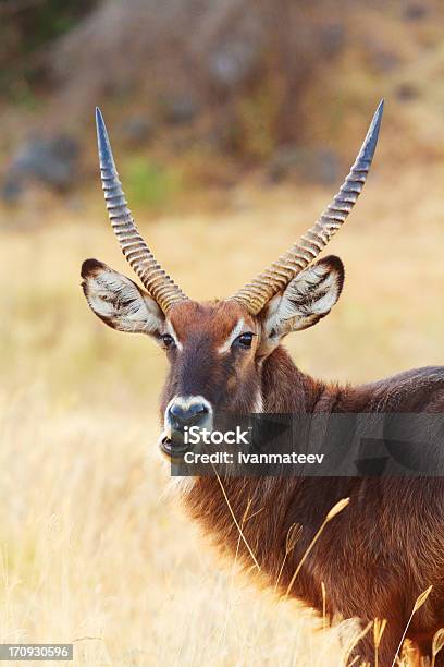 Foto de Cobodecrescente De Nakuru Park e mais fotos de stock de Animais de Safári - Animais de Safári, Animal, Clima árido