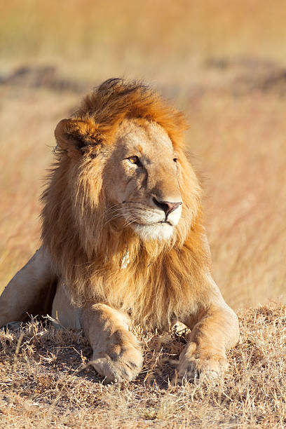istock Male lion in Masai Mara 170930639