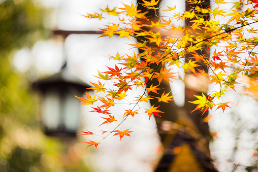 Maple leaves in autumn season (Selective focus)