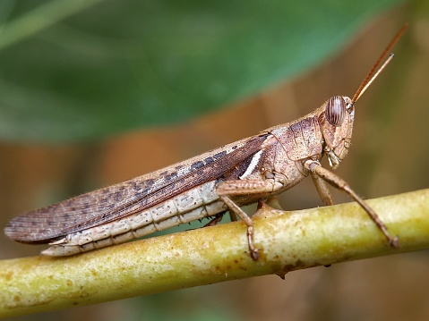 The gray grasshopper (Pholidoptera griseoaptera) is the insect of the fields. .