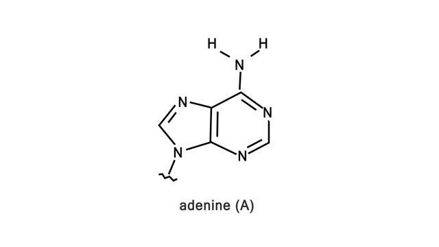 Adenine Molecule Atomic Structure Animation on white Background. DNA Adenine ase