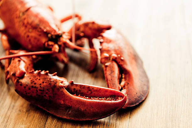 Lobster stock photo