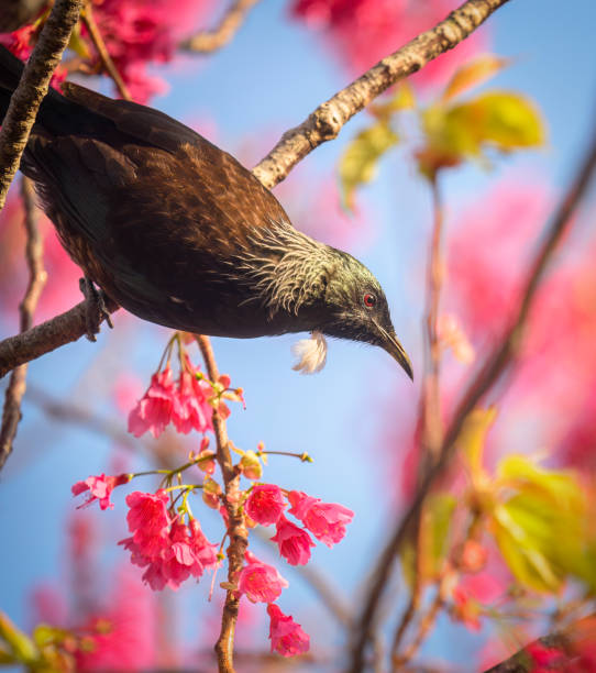 Tui bird perched on a branch with pink flowers. Vertical format.