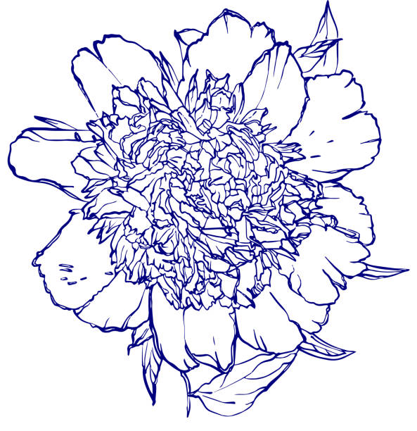 peone peony vector illustration done with blue line peone stock illustrations