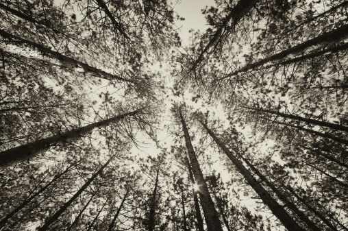 Looking up at the sky in a forest of pine trees.  Toned black and white.