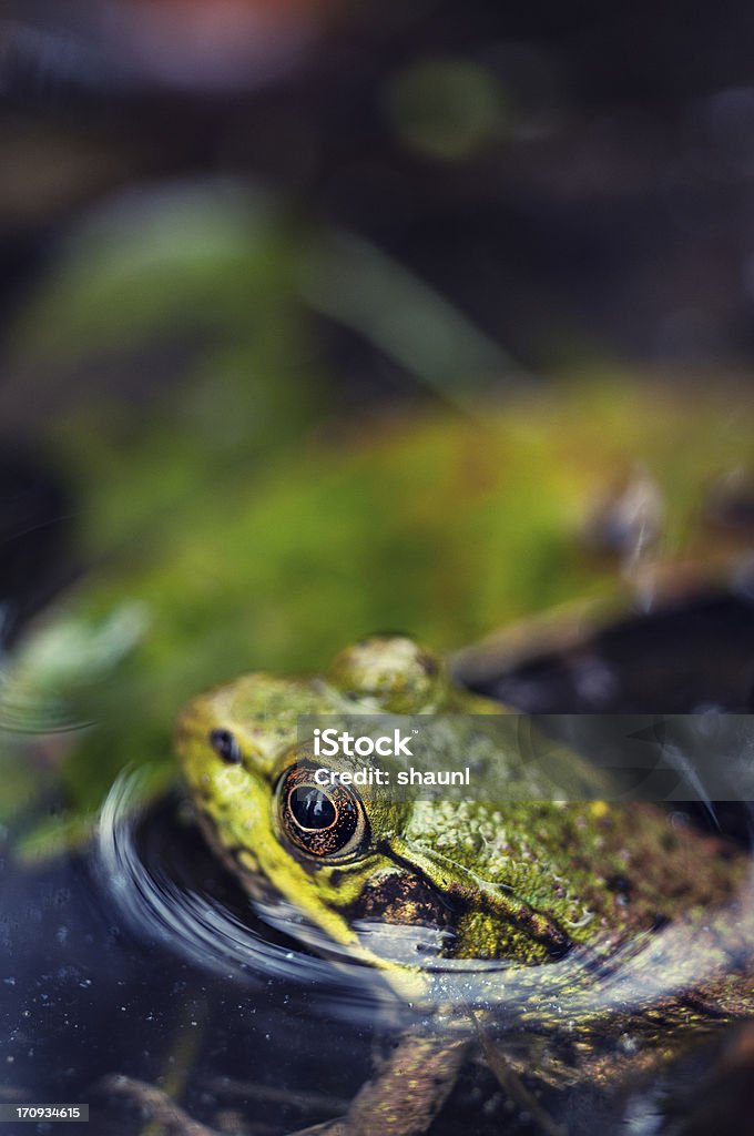 Frog's Life A small wood frog sits at the surface of a pond.  Mild cross processing. Wood Frog Stock Photo